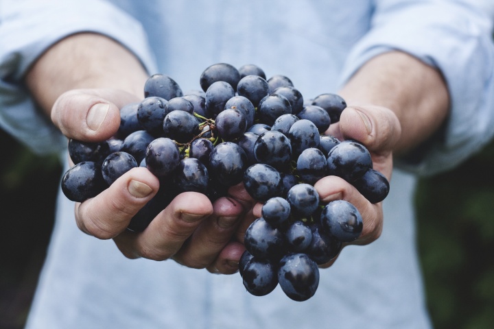 A man holding a large cluster of grapes.