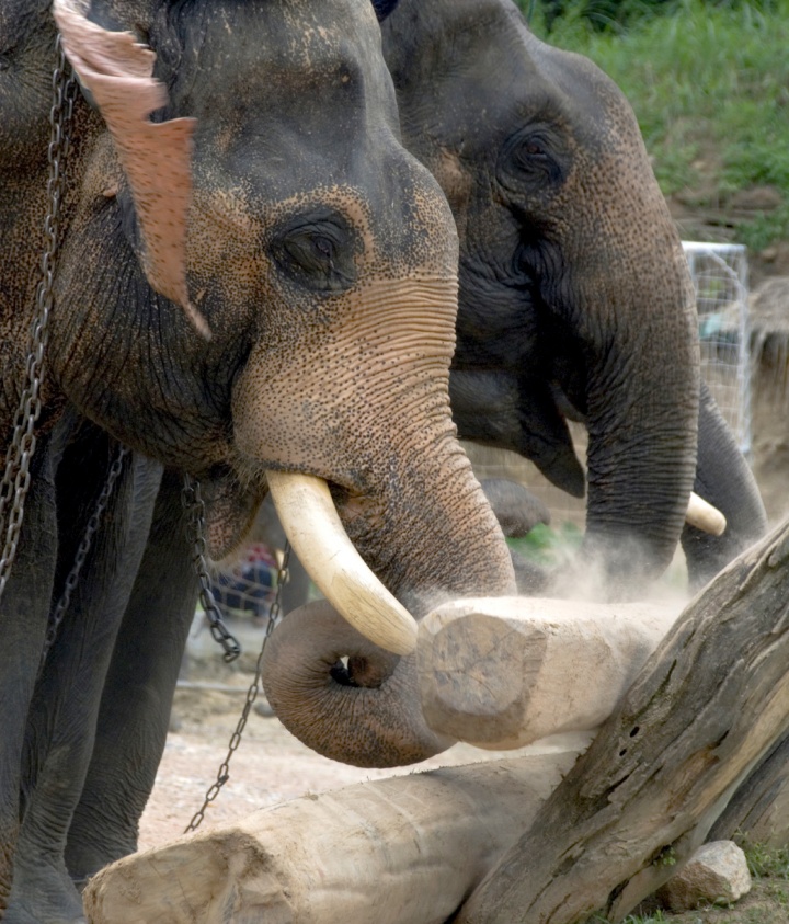 Two elephants lifting a log.