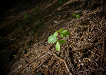 Small tree seedling growing on forest floor.