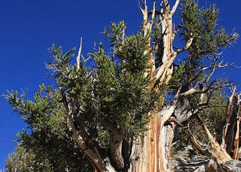 Ancient Bristlecone Pine Forest in the White Mountains of eastern California