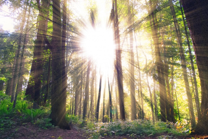 Light rays coming through a forest of trees.