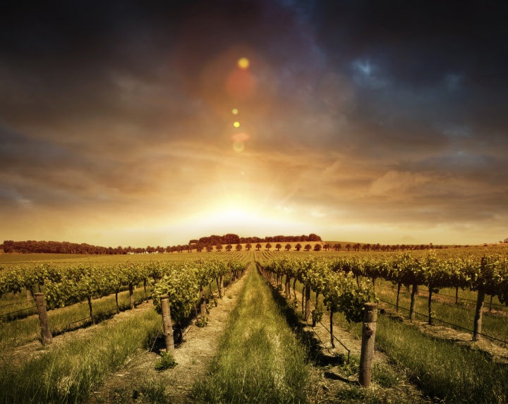 A sunrise over a vineyard.