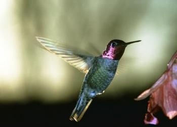 Living in Hummingbird Mode?