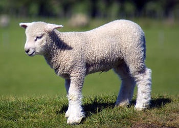 spring lamb