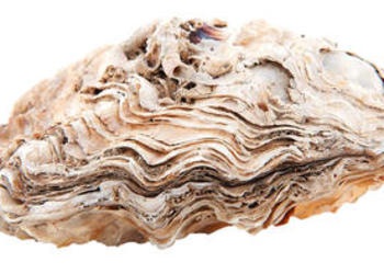Upclose photo of a clam/oyster shell.