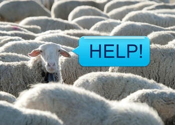 A sheep with a text bubble that says HELP!