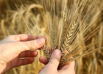 hands holding wheat stalks