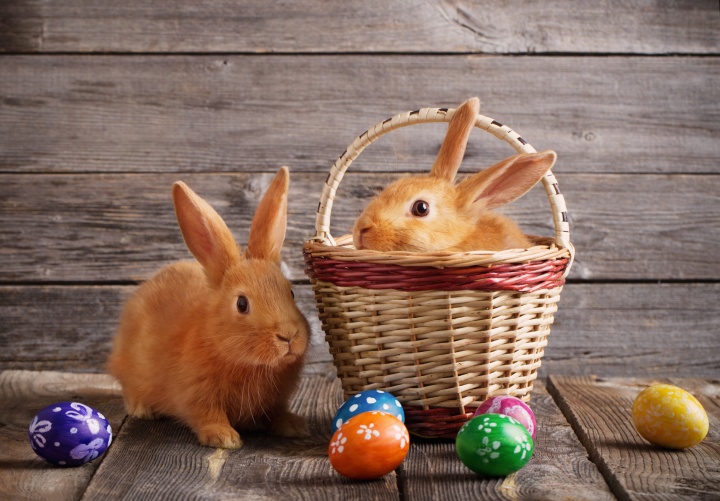 A basket with a bunny rabbit inside and Easter eggs laying outside.