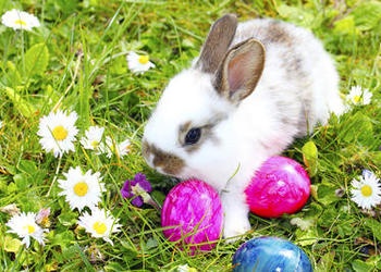 Bunny rabbit in the grass with colored Easter eggs.