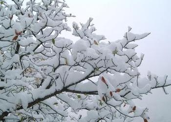 Snow on a tree branch.