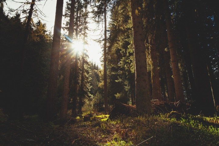 Sunrays coming through the trees.