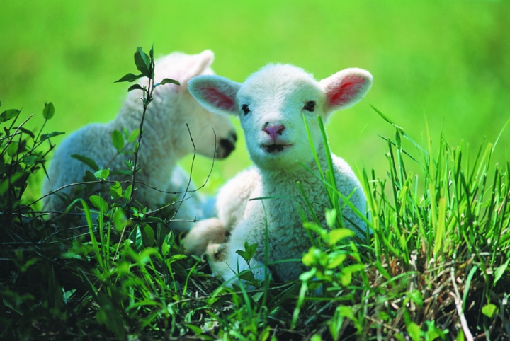 A lamb in the grass.