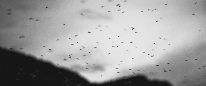 Bugs flying in the sky