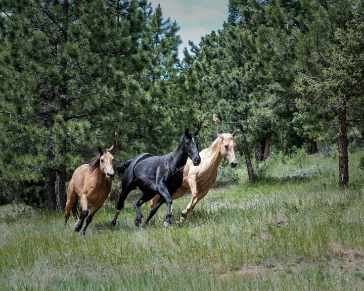 Photo of horses running.