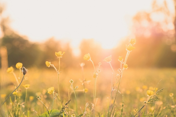 golden-colored flowers in a field