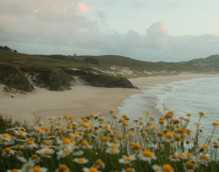 a beach with a bunch of flowers in the foreground