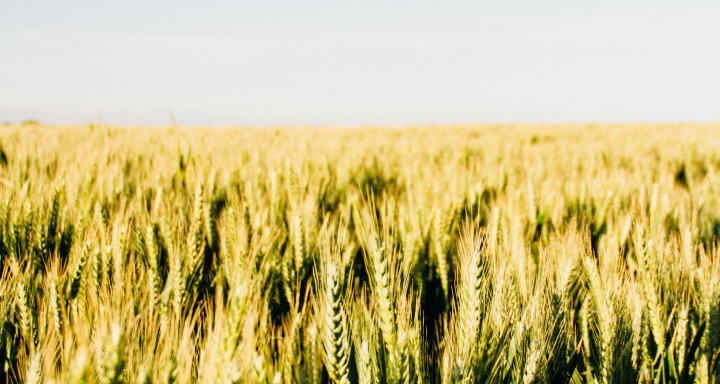 Photo of a wheat field.