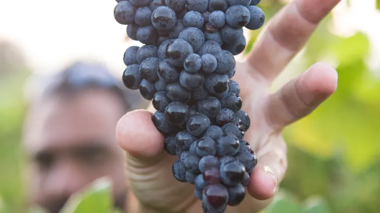 What does the holy, righteous, pure and perfect character of God look like as it’s being developed in a person? God inspired Paul to list nine key virtues of God’s character in Galatians 5:22-23. A man reaching for a cluster of grapes on a vine.